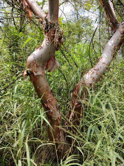 Bursera multijuga, photographed by Abraham Sánchez Romero
