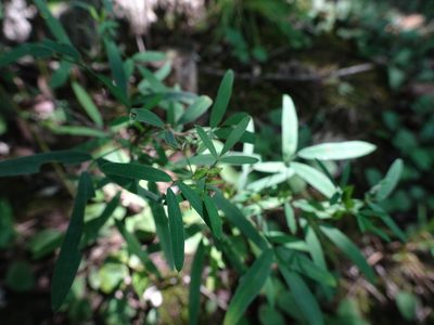 Lespedeza virginica, photographed by Thomas Koffel