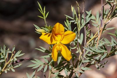 Petalostylis labicheoides, photographed by dhfischer