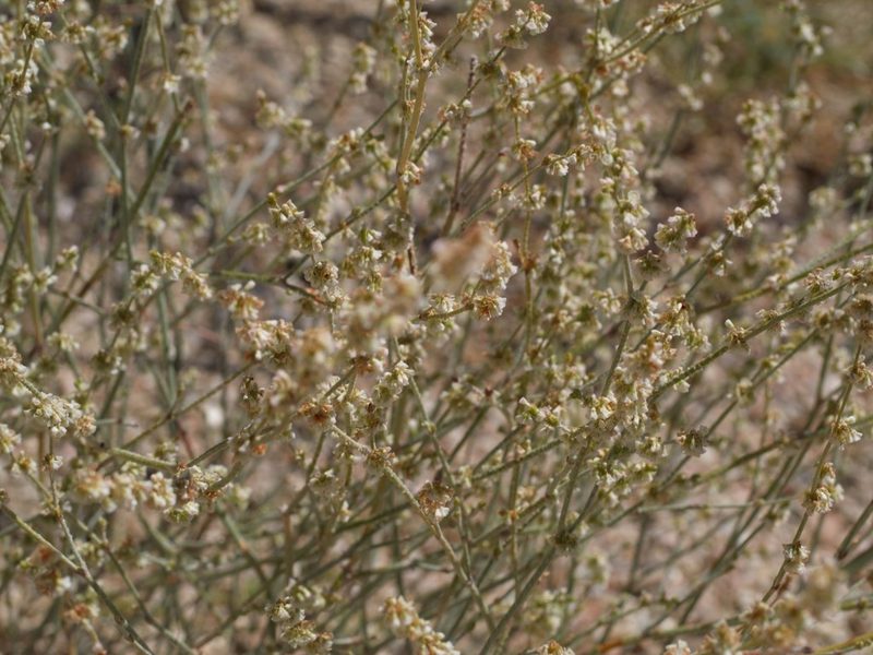 Eriogonum polycladon, photographed by Elliott Gordon