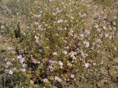 Machaeranthera tanacetifolia, photographed by Elliott Gordon