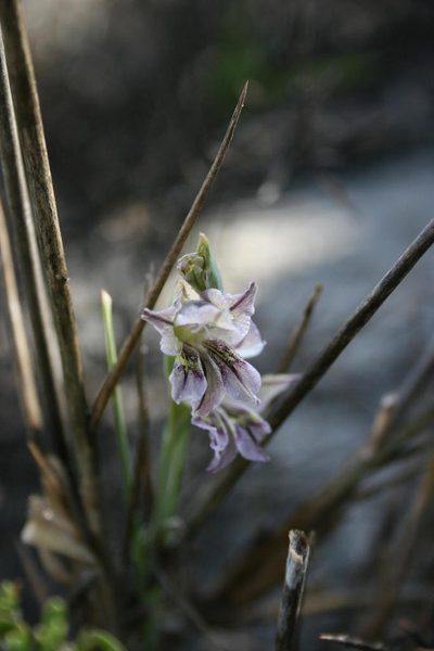 Gladiolus griseus, photographed by Jacques van der Merwe