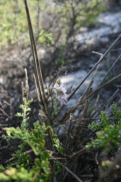 Gladiolus griseus, photographed by Jacques van der Merwe