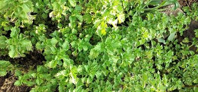 Urtica circularis, photographed by Edson Luis Fabro Gasperin