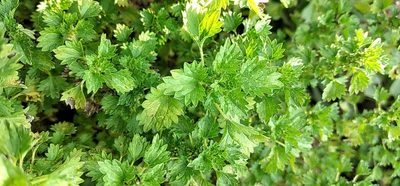 Urtica circularis, photographed by Edson Luis Fabro Gasperin