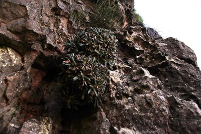 Oldenburgia intermedia, photographed by Tony Rebelo