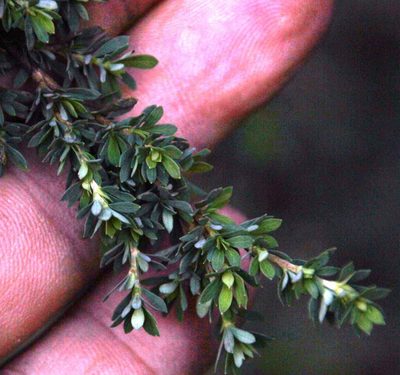 Cliffortia complanata, photographed by Tony Rebelo