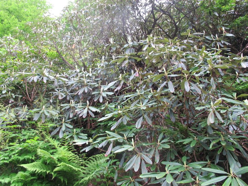Rhododendron ungernii, photographed by Grzegorz Grzejszczak