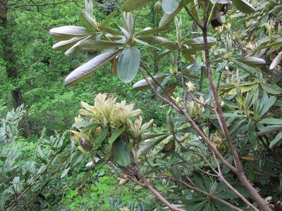 Rhododendron ungernii, photographed by Grzegorz Grzejszczak