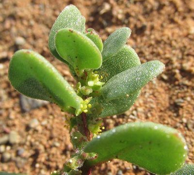Tetragonia microptera, photographed by douglaseustonbrown