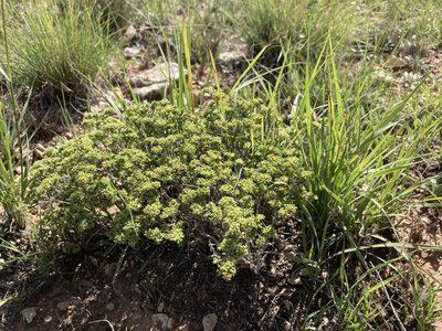 Paronychia jamesii, photographed by Cecelia Alexander