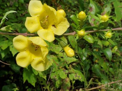 Aureolaria flava, photographed by Samuel A Schmid, PhD, PWS