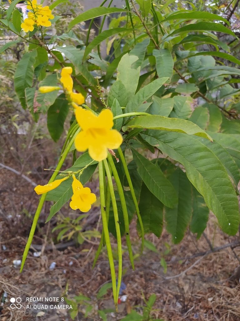 Tecoma castanifolia, photographed by Ileana Herrera