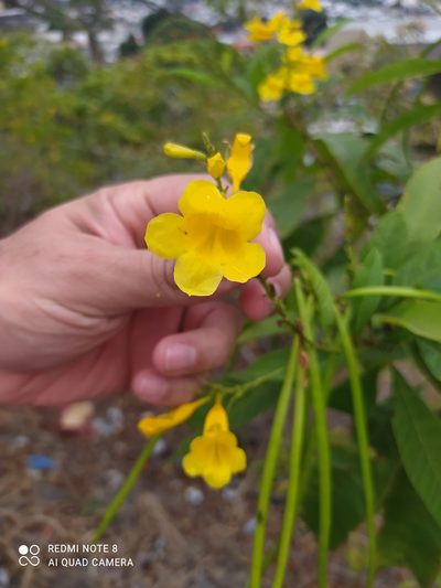 Tecoma castanifolia, photographed by Ileana Herrera