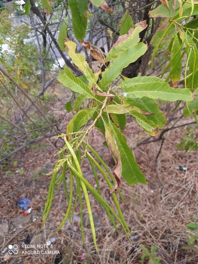 Tecoma castanifolia, photographed by Ileana Herrera