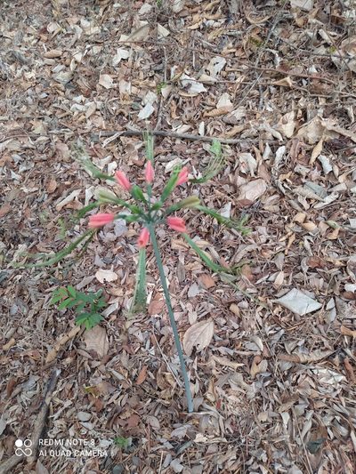 Eucrosia eucrosioides, photographed by Ileana Herrera