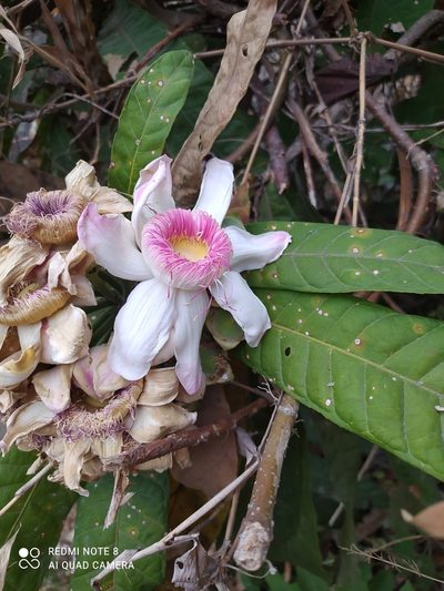 Gustavia angustifolia, photographed by Ileana Herrera