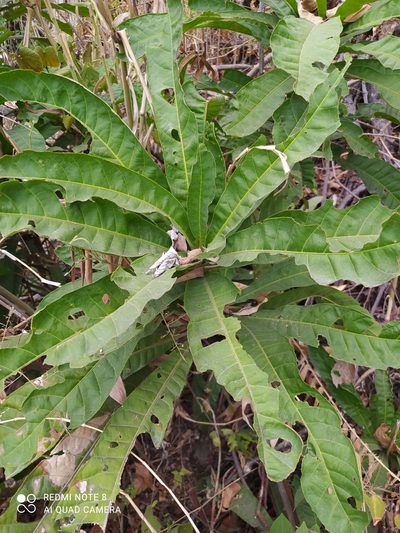 Gustavia angustifolia, photographed by Ileana Herrera