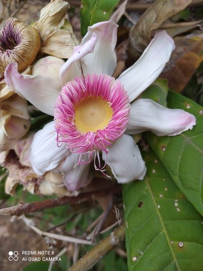 Gustavia angustifolia, photographed by Ileana Herrera