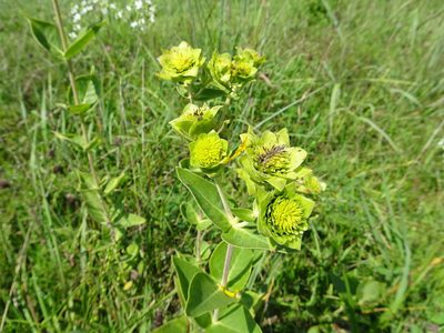 Silphium integrifolium, photographed by Thomas Koffel