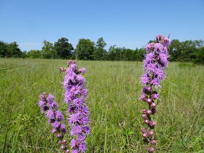 Liatris aspera, photographed by Thomas Koffel