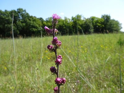 Liatris aspera, photographed by Thomas Koffel