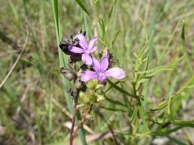 Buchnera americana, photographed by Thomas Koffel