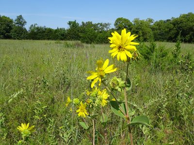 Silphium integrifolium, photographed by Thomas Koffel