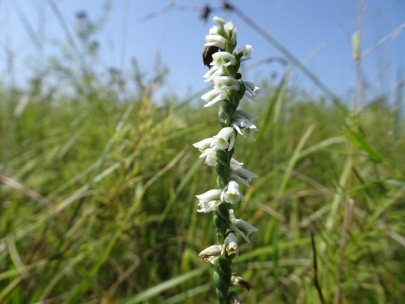 Spiranthes lacera, photographed by Thomas Koffel