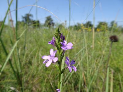 Buchnera americana, photographed by Thomas Koffel