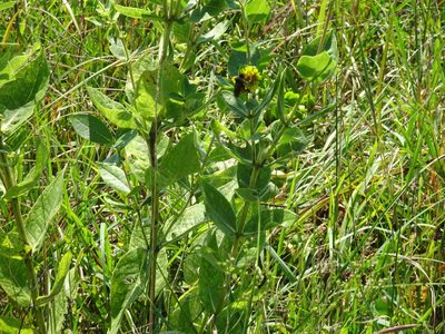 Silphium integrifolium, photographed by Thomas Koffel