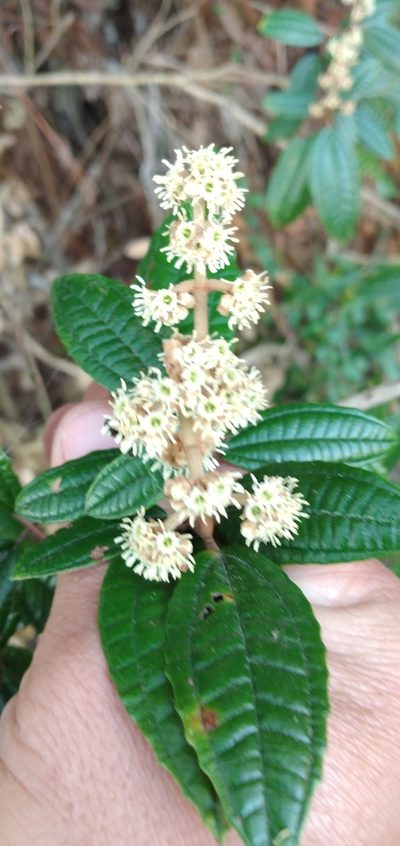 Miconia hyemalis, photographed by Edson Luis Fabro Gasperin
