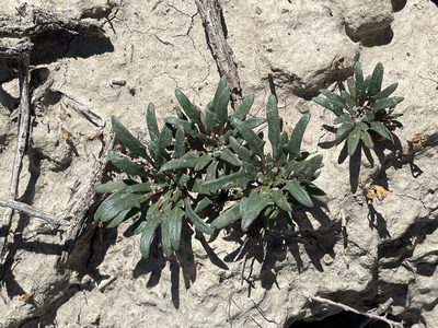 Blitum nuttallianum, photographed by Bobby McCabe