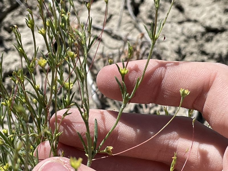 Stenogonum salsuginosum, photographed by Bobby McCabe