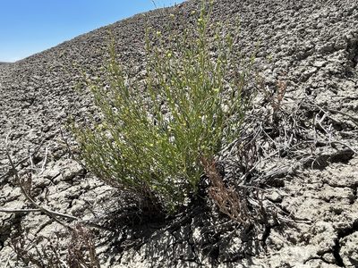 Stenogonum salsuginosum, photographed by Bobby McCabe