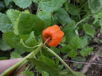Alkekengi officinarum, photographed by Philipp Pavelka