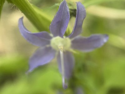 Campanula americana, photographed by Brett Ortler