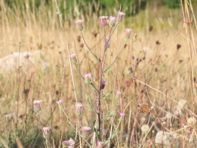 Erigeron acris, photographed by Emanuele Santarelli