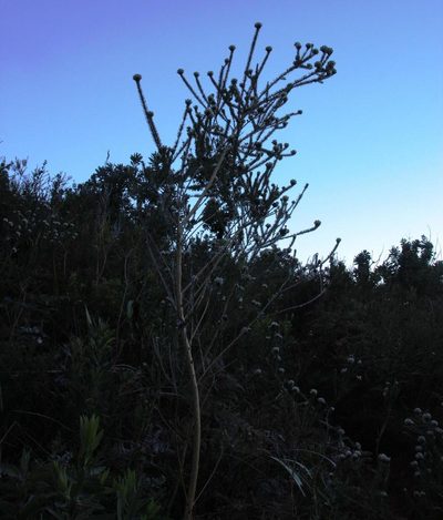 Aspalathus globosa, photographed by Tony Rebelo