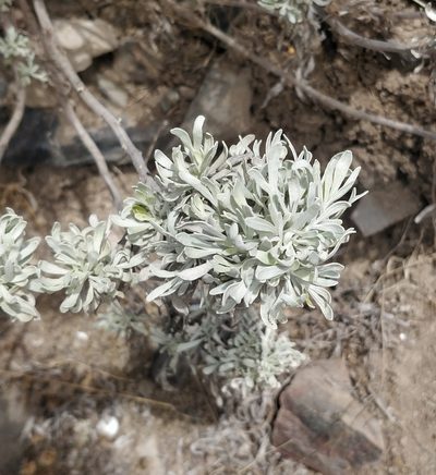Artemisia argentea, photographed by Vítor Jorge