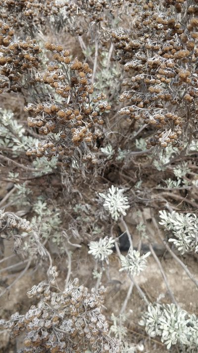 Artemisia argentea, photographed by Vítor Jorge