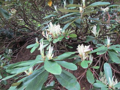 Rhododendron ungernii, photographed by Grzegorz Grzejszczak