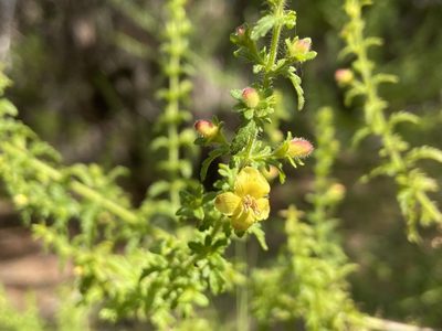 Seymeria texana, photographed by Reid Hardin