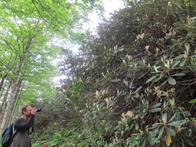 Rhododendron ungernii, photographed by Grzegorz Grzejszczak