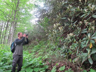 Rhododendron ungernii, photographed by Grzegorz Grzejszczak