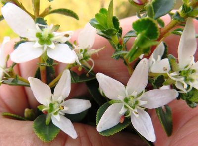Agathosma crenulata, photographed by linkie