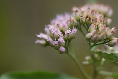 Pluchea camphorata, photographed by Blake Bringhurst