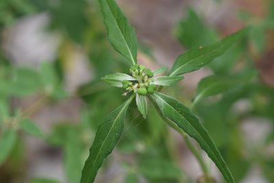 Euphorbia dentata, photographed by Blake Bringhurst