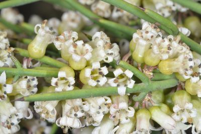 Colletia spinosissima, photographed by aacocucci