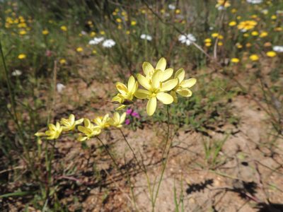 Geissorhiza juncea, photographed by Jacques van der Merwe